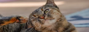 Eine Katze mit Flohbefall kratzt sich am Kopf