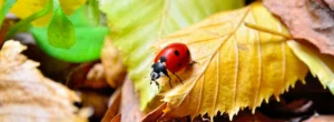Marienkäfer in der Herbstzeit auf Laub