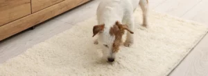 Hunde in der Schädlingsbekämpfung