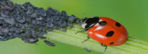 Marienkäfer frisst Blattläuse auf einem Blatt