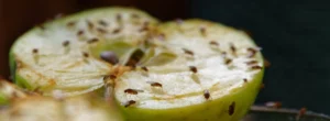 Obstfliegen auf einem Stück Apfel