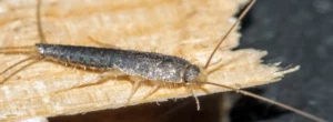 Silberfisch auf hellem Untergrund