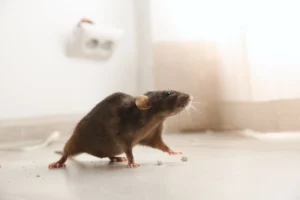 Ratten bekaempfen im Haus