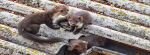 Marder als Schädlinge auf einem Dach im Herbst