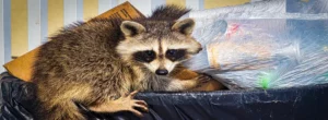 Waschbär auf einem Müllhaufen