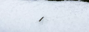 Eine Mücke im Winter im Schnee