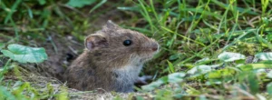 Wühlmaus in der Erde