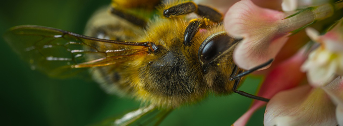 Bienen sind tüchtige Helfer in der Schädlingsbekämpfung im Garten
