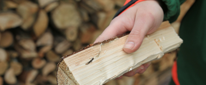 Insekten im Brennholz: Drohen Gefahren bei der Lagerung von Brennholz im Haus?