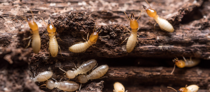 Termiten: Können sie in Zukunft auch in Deutschland zur Gefahr werden?
